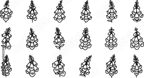 Collection of black and white foxglove flower digitalis floral plant