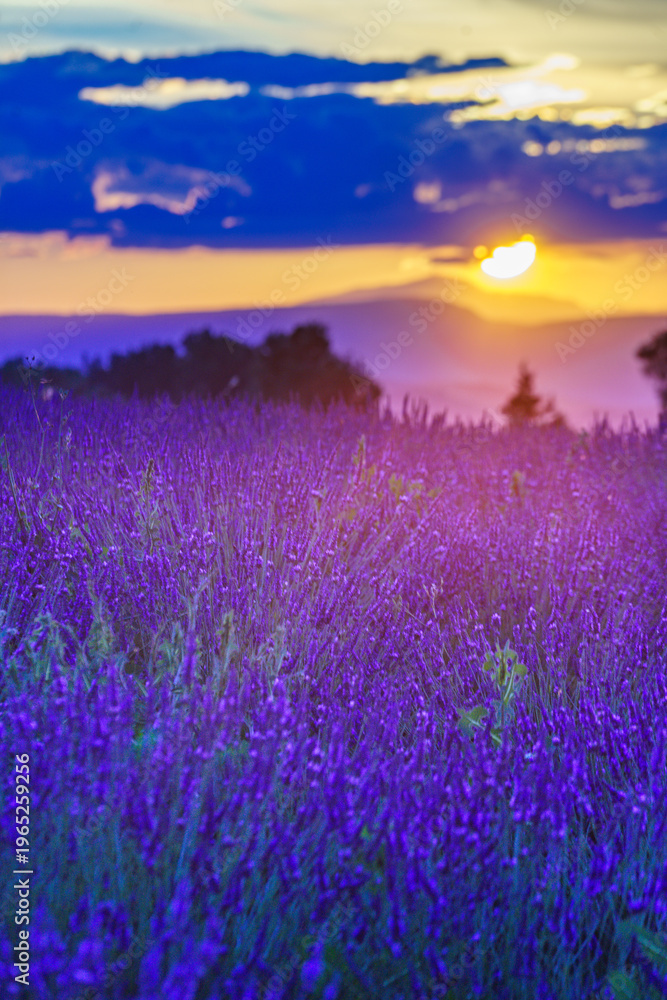 Fototapeta premium Lavender field at sunset light