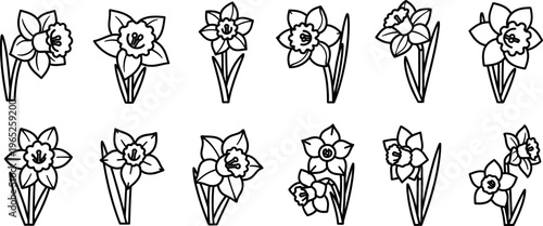 Collection of black and white line daffodil flower narcissus floral spring