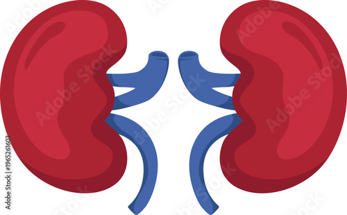 Kidney Organ Illustration