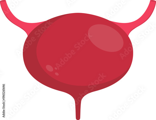 Human Bladder Organ Illustration