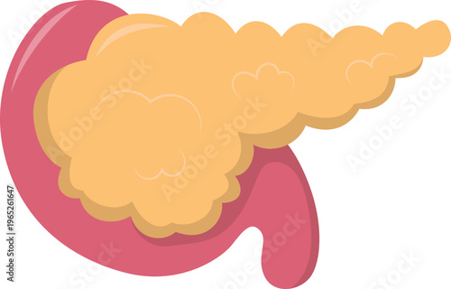 Pancreas Organ Illustration