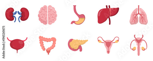 Human Internal Organs Icon Set