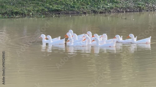A large flock of white ducks swam towards another flock.