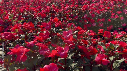 A field of red New Guinea impatiens flowers in summer sunny day.