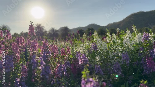 Blue Chill Salvia flowers fields sway in the gentle breeze as the sun goes down.