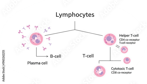Lymphocytes Immune System Diagram Showing B Cell Plasma Cell and T Cell Types Including Helper T Cell and Cytotoxic T Cell Biology Infographic