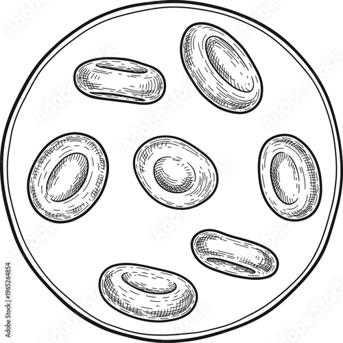 Red Blood Cells Under Microscope Medical Hand Drawn Line Art Illustration