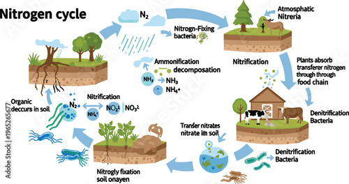 Nitrogen Cycle Process Diagram Showing Nitrogen Fixation Nitrification Ammonification and Denitrification in Ecosystem Soil Plants Animals and Bacteria Vector Illustration