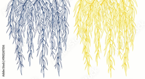 Blue and Yellow Willow Tree Branches Hanging Down, Botanical Illustration