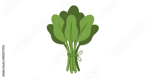 Fresh Green Leafy Vegetable Bunch.
