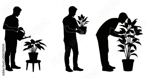 Man Tending Houseplants Silhouette: Watering Inspecting Admiring Plant Care Routine