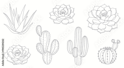 Set of Hand-Drawn Succulent and Cactus Illustrations, Botanical Line Art