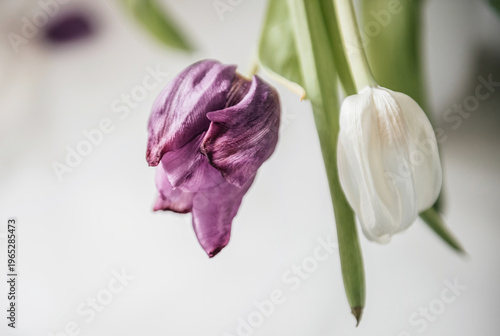 Close up of wilted purple and white tulips hanging downward with soft natural light on minimal background emphasizing decay fragility