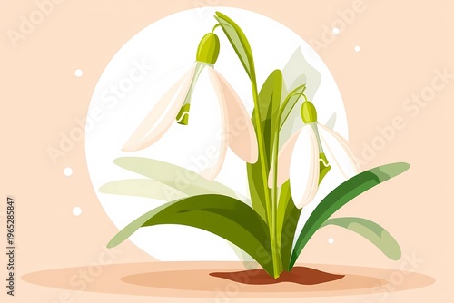 snowdrop flower 