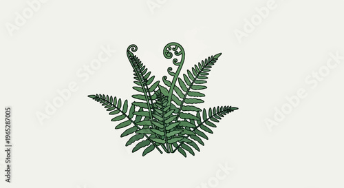 A simple illustration of green fern fronds unfurling on a light background