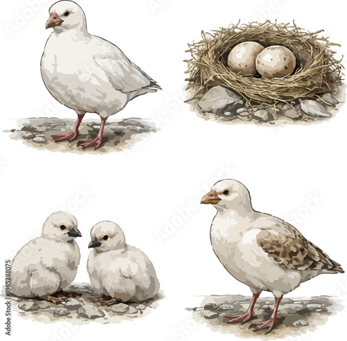 Chionis alba illustration art