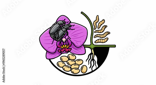 Illustration of pollination, plant growth, and insect life cycle