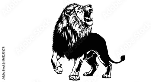 Black and white lion roaring loudly.