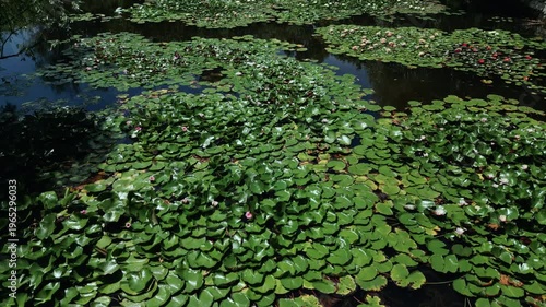 lotus flowers on the lake