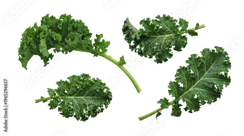 Foto Fresh, vibrant green curly kale leaves, meticulously arranged and isolated on a transparent background