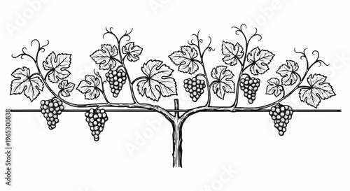 Stylized illustration of a grapevine with clusters of grapes and leaves