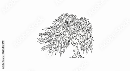 Stylized drawing of a weeping willow tree with flowing branches