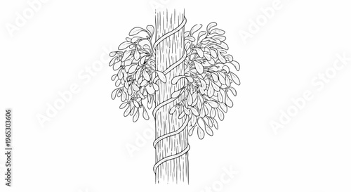 Stylized drawing of mistletoe entwined around a tree trunk