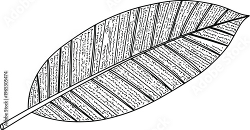 A detailed black and white line art illustration of an oval shaped single tropical tree leaf.