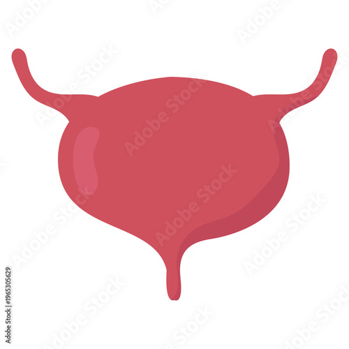 Human Bladder Organ Illustration