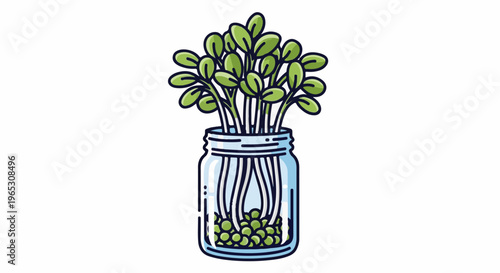 Sprouting green seedlings in a clear glass jar with a white background