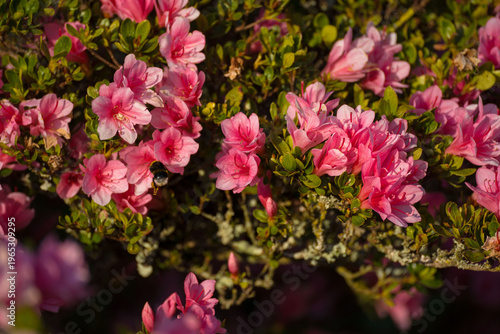 Bourdon en vol butinant une fleur d’azalée rose en gros plan