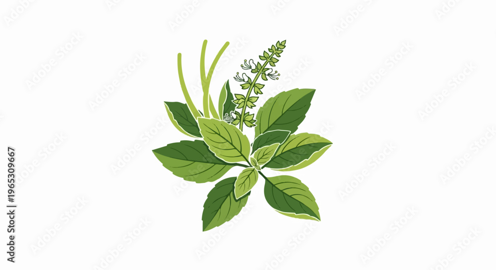 Obraz premium A stylized illustration of green basil leaves and flower spikes against white