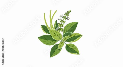 A stylized illustration of green basil leaves and flower spikes against white