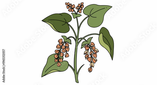 Green leaves and orange seeded plant