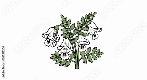 Illustration of delicate white bell-shaped flowers with green leaves