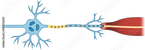 Schematic of a nerve cell transmitting a signal to muscle fibers