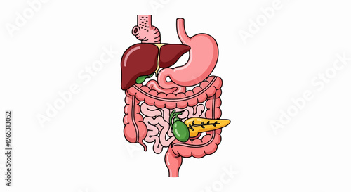 Cartoon representation of the human digestive system