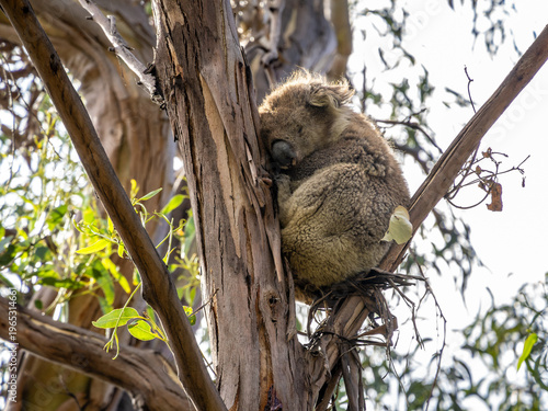 Koala posed in a eucalyptus tree near Great ocean road