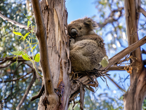 Koala posed in a eucalyptus tree near Great ocean road