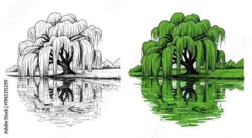 Weeping Willow Tree Reflection Sketch and Color Illustration