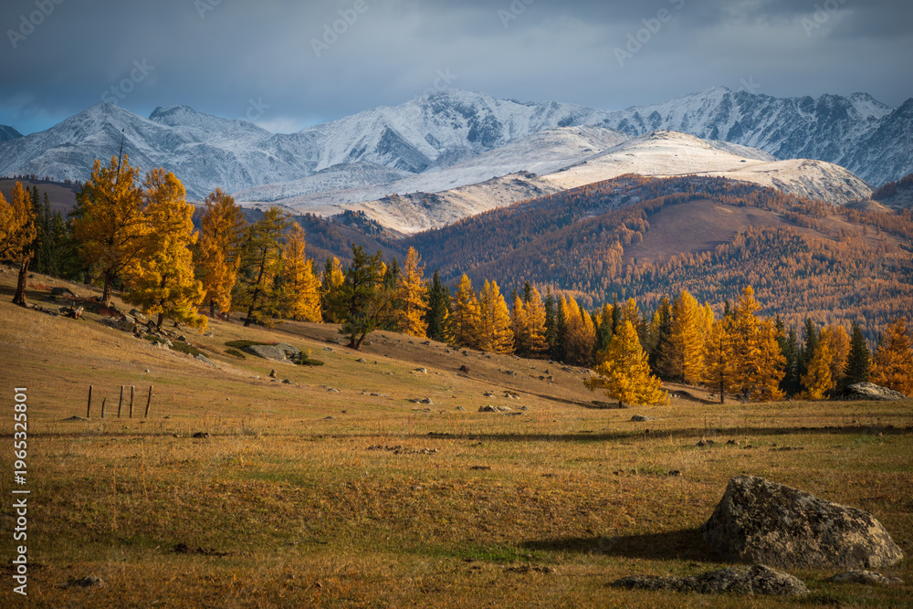 Obraz premium Autumn larch trees in golden color on rolling hills, snow dusted peaks under dramatic clouds and soft late day light.