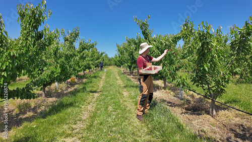 Photos Farmer picking fresh red cherries on a farm.