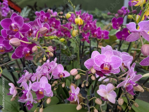 Colorful mix of Phalaenopsis orchid flowers bloom