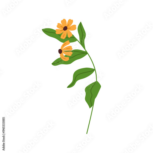 Rudbeckia, flower bloom, stem. Coneflower branch, leaves. Black-eyed Susan, f...