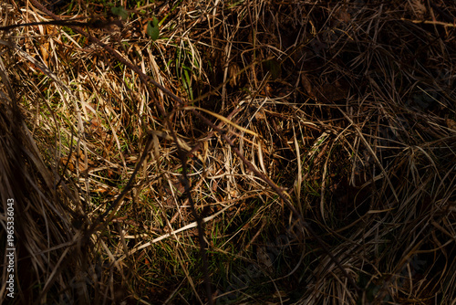 Photos Dark moody forest floor with a bright spot of sunlight on dry grass