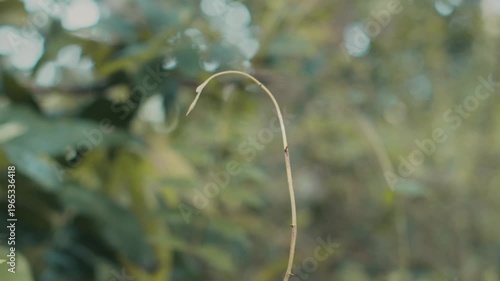 A delicate, slender plant stem with a natural curve, set against a beautifully blurred forest background. Perfect for abstract nature and minimalist design.