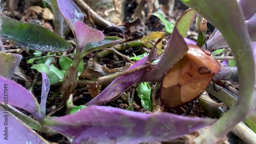 4K macro footage of Tessaratoma papillosa on purple leaves with water droplets. Tropical insect detail. Ideal for agriculture, pest, macro, ecology, and biodiversity themes.