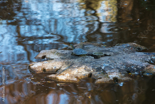 A freshwater turtle basking in the sun on a rock by the pond.
