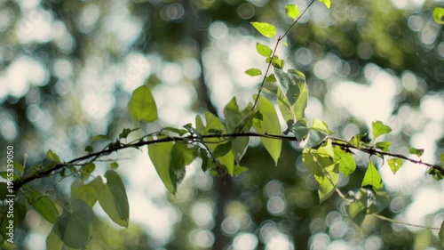 A detailed shot of vibrant green vining leaves with bright sunlight highlighting their texture. High-quality foliage footage with stunning background bokeh.